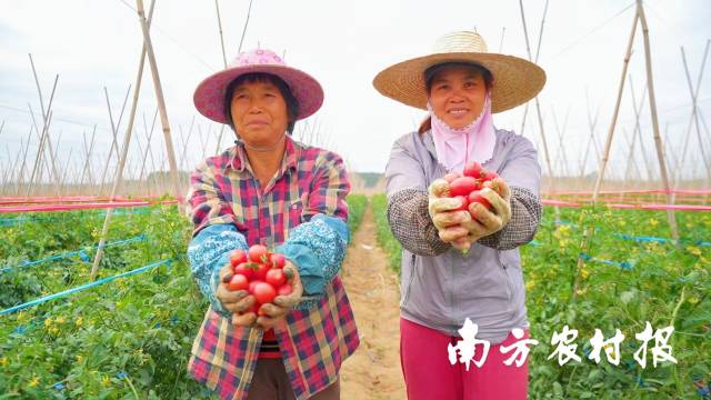 遂溪千禧果成就一條“億元村”  南方農(nóng)村報 林曉嵐 拍攝