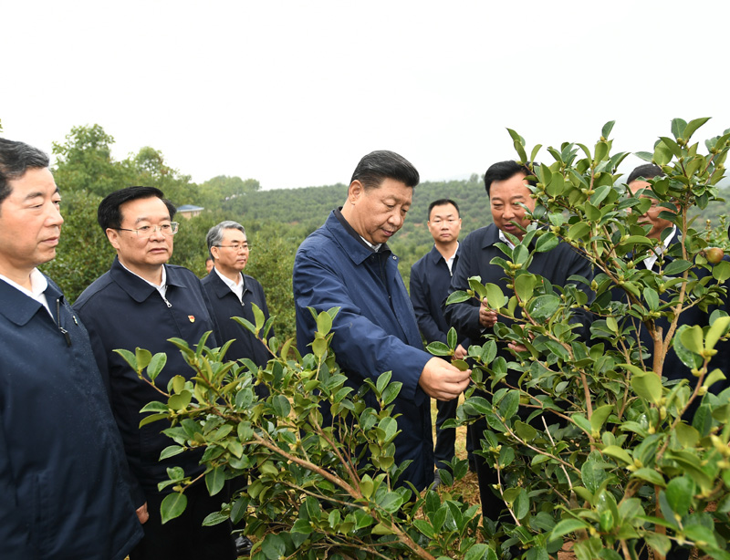 　　9月16日至18日，中共中央總書記、國(guó)家主席、中央軍委主席習(xí)近平在河南考察。這是17日上午，習(xí)近平來(lái)到信陽(yáng)市光山縣槐店鄉(xiāng)司馬光油茶園，實(shí)地察看油茶樹種植和掛果情況。新華社記者 謝環(huán)馳 攝