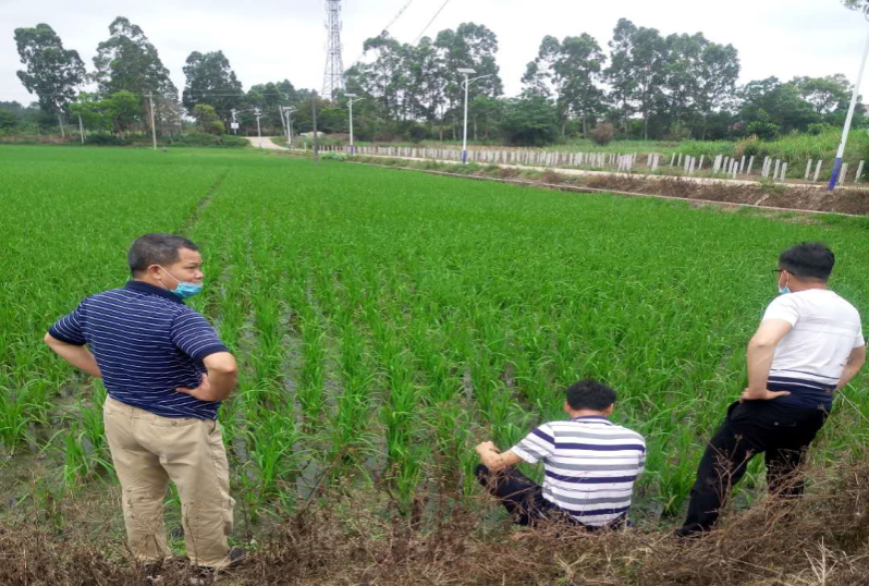 2.4月20日，種植業(yè)股會同周志強高級農(nóng)藝師到洋青鎮(zhèn)高產(chǎn)綠色創(chuàng)建項目基地檢查蟲情.jpg