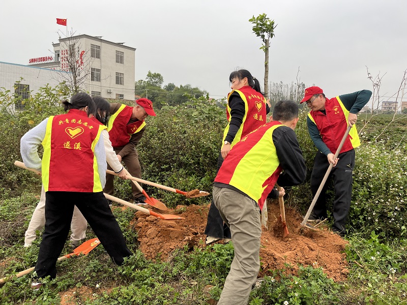 圖6：樂民中學(xué)老師在調(diào)神村植樹點(diǎn)植樹.jpg